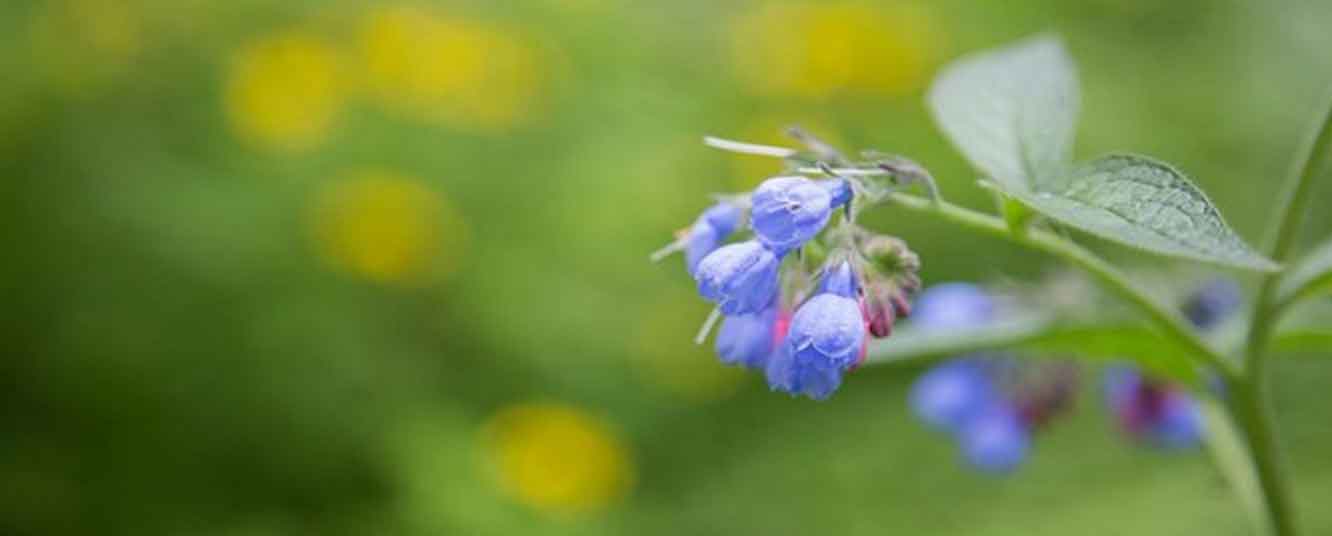 Allantoina: che cos'è e quali sono i suoi benefici